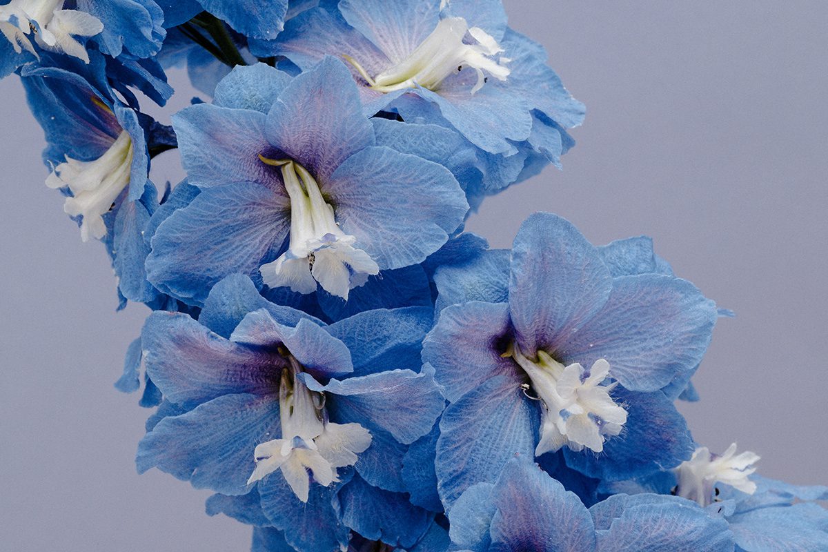 Article test